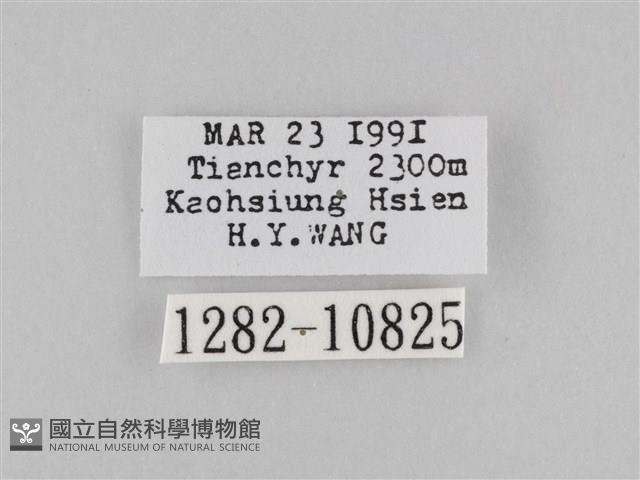 斜紋夜盜蛾藏品圖，第3張