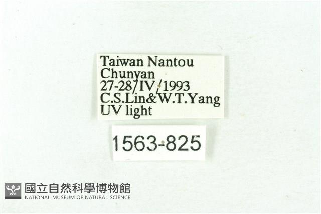 臺雪苔蛾藏品圖，第3張