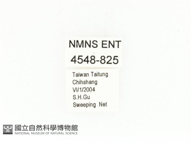 東方白點花金龜藏品圖，第2張