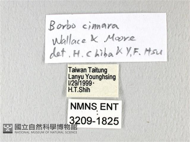 禾弄蝶藏品圖，第3張