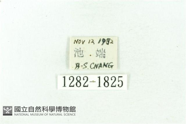 臺雪苔蛾藏品圖，第2張