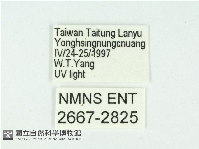 叉紋閃舞蛾藏品圖，第3張