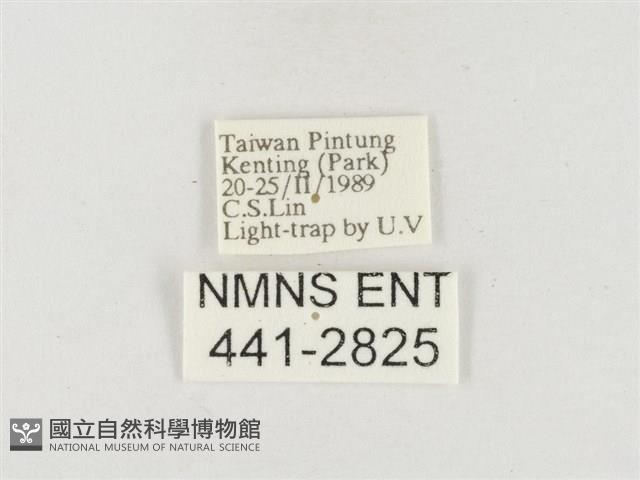 小白紋毒蛾藏品圖，第3張