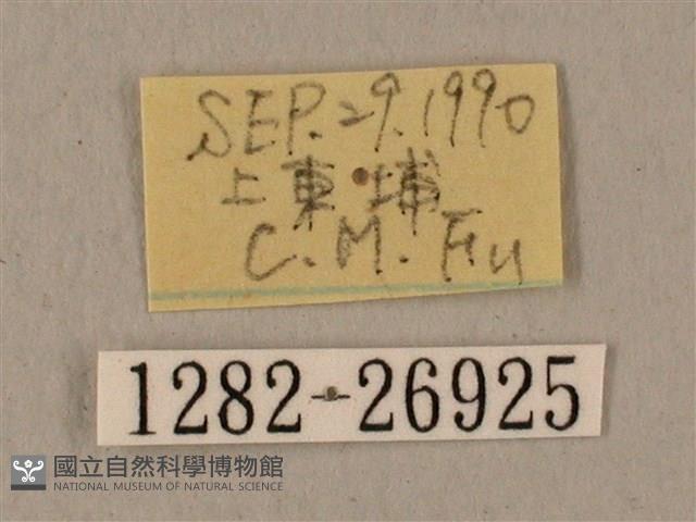 蝦殼天蛾藏品圖，第3張