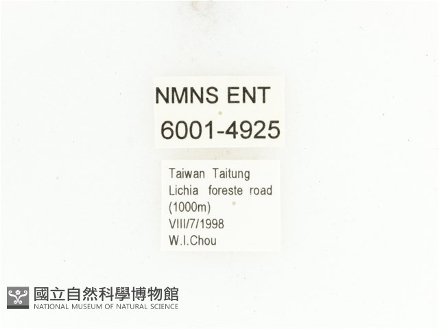 藍艷白點花金龜藏品圖，第2張