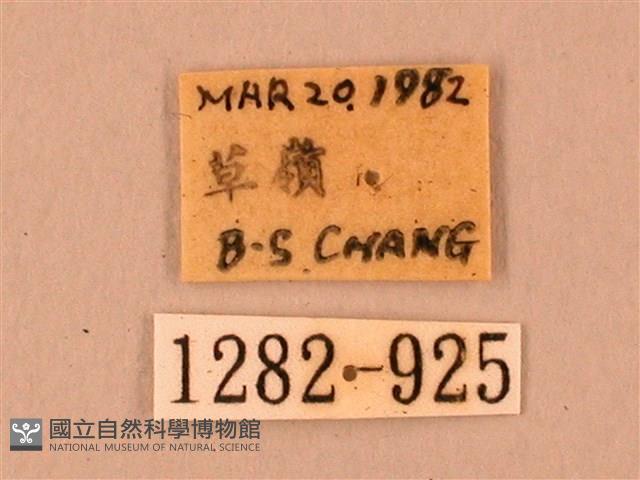 臺灣鋸翅天蛾藏品圖，第3張