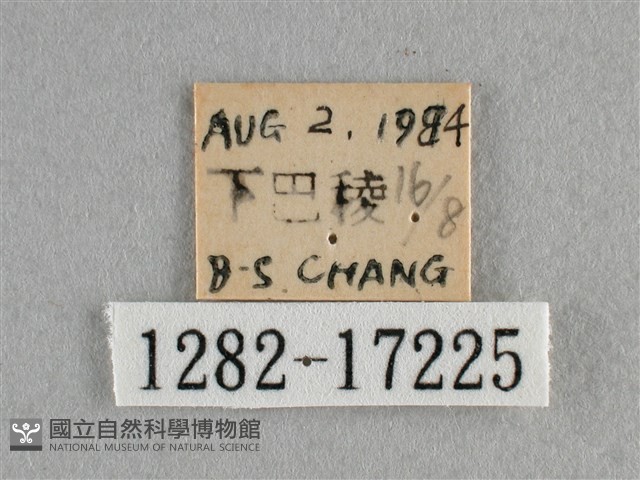 散紋盛蛺蝶藏品圖，第3張
