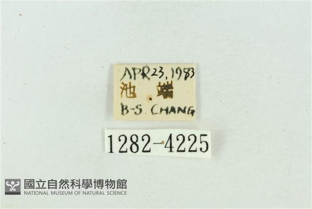 菊池污燈蛾藏品圖，第3張