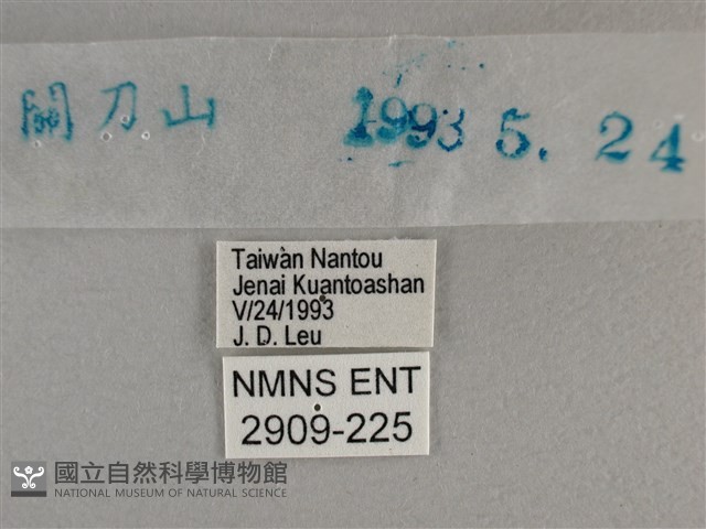 曲紋黛眼蝶藏品圖，第3張