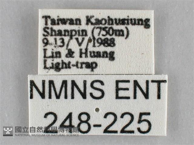 扭擬燈蛾藏品圖，第3張