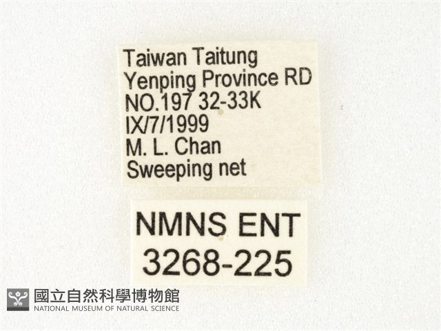 絹斑蝶藏品圖，第3張