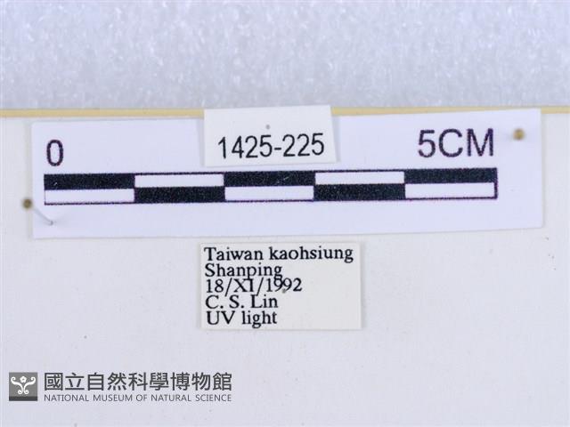 閃光苔蛾藏品圖，第3張