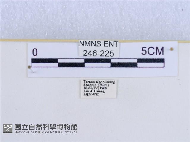 巨網燈蛾藏品圖，第3張