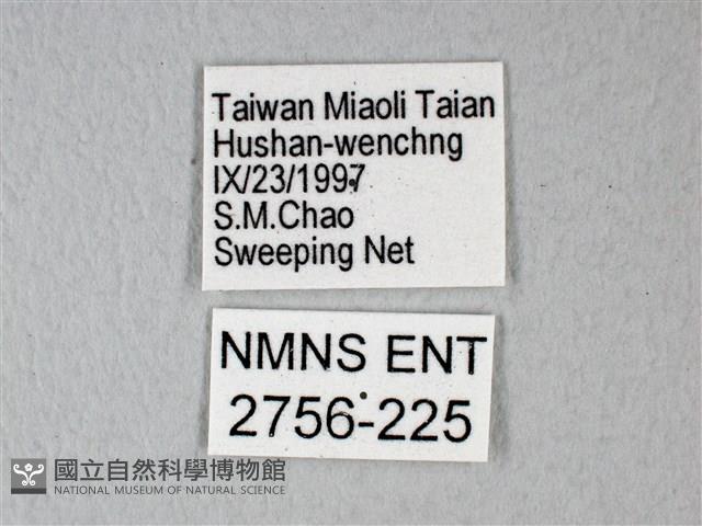 緣點白粉蝶藏品圖，第3張