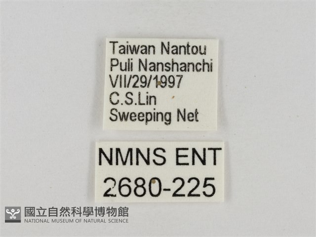 淡褐脈粉蝶藏品圖，第3張