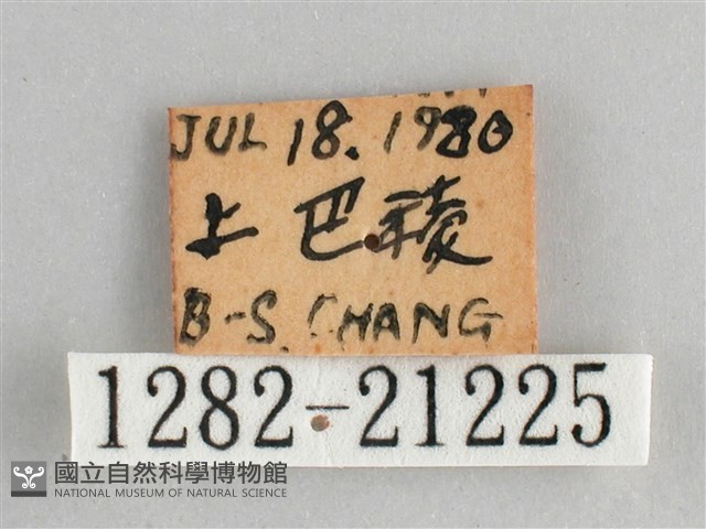 臺灣黛眼蝶藏品圖，第3張