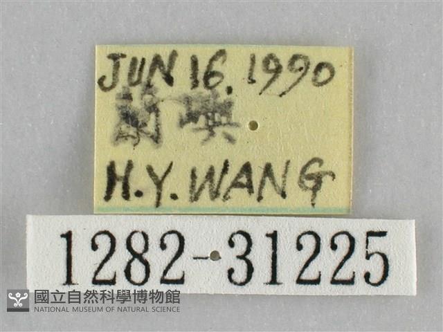 霜天蛾藏品圖，第3張