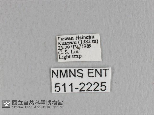 月斑枯葉蛾藏品圖，第3張