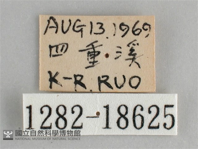 鋸粉蝶藏品圖，第3張