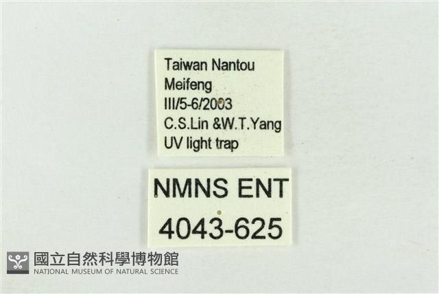 帶波紋蛾藏品圖，第3張