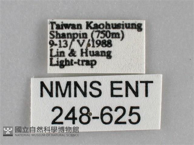 扁刺蛾藏品圖，第3張