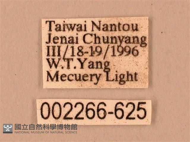 臺灣鋸翅天蛾藏品圖，第3張