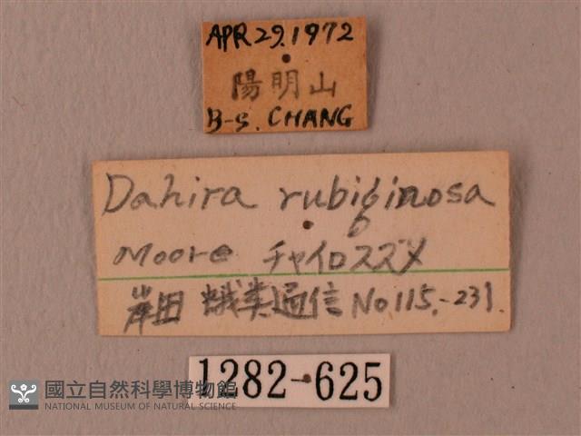 赭色斜帶天蛾藏品圖，第3張