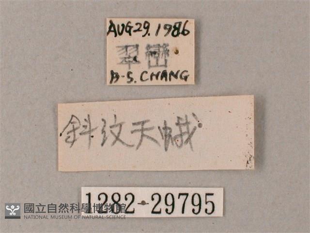 藏斜紋天蛾藏品圖，第3張