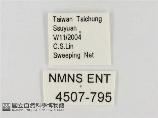 褐翅綠弄蝶藏品圖，第3張