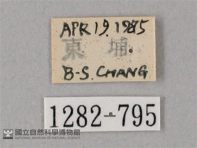 齒翅三線天蛾藏品圖，第3張