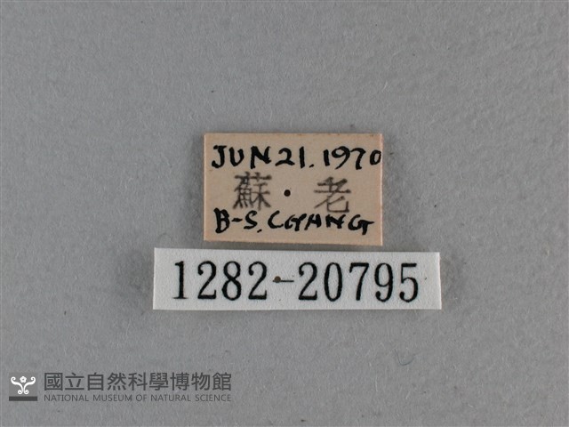 黃星弄蝶藏品圖，第3張