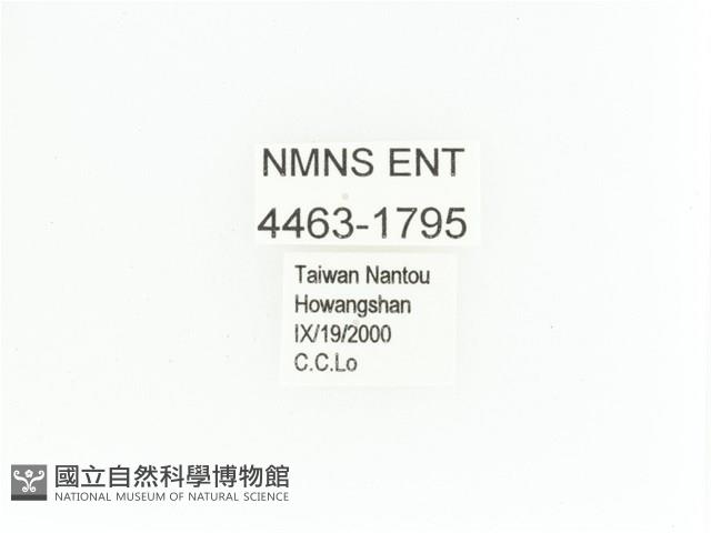 艷金龜藏品圖，第2張