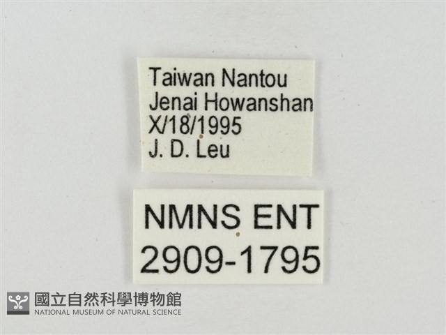 菩提赭弄蝶藏品圖，第3張