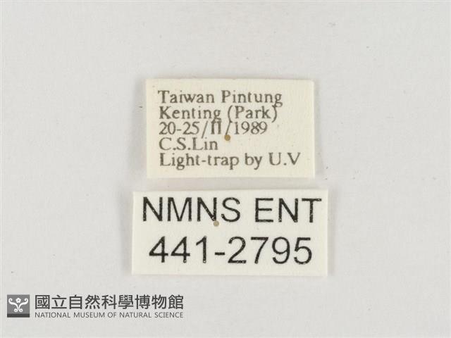 小白紋毒蛾藏品圖，第3張