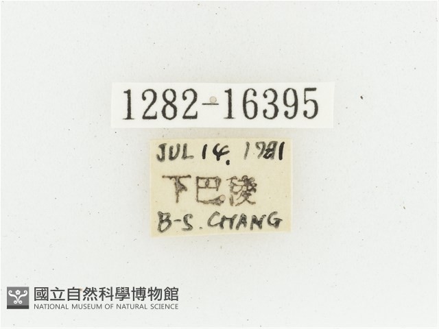 黃肩長腳花金龜藏品圖，第2張