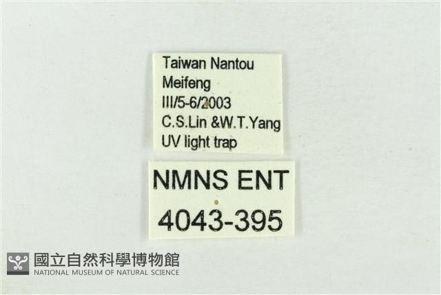 帶波紋蛾藏品圖，第3張