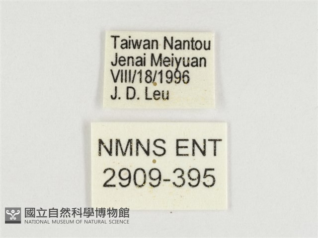 臺灣翠蛺蝶藏品圖，第3張