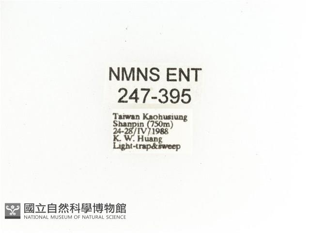 艷金龜藏品圖，第2張