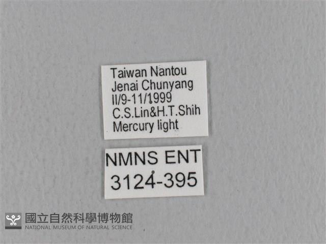 青枯葉蛾藏品圖，第3張