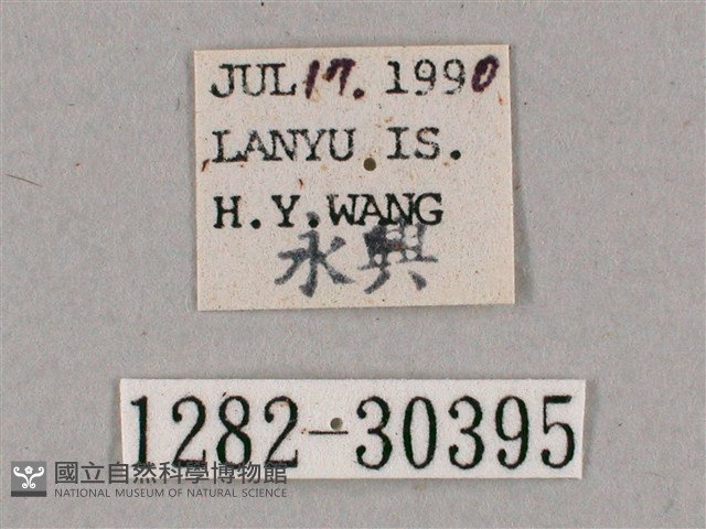 背帶斜紋天蛾藏品圖，第3張