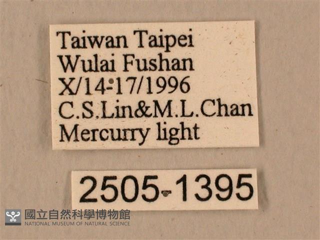 背中白天蛾藏品圖，第3張