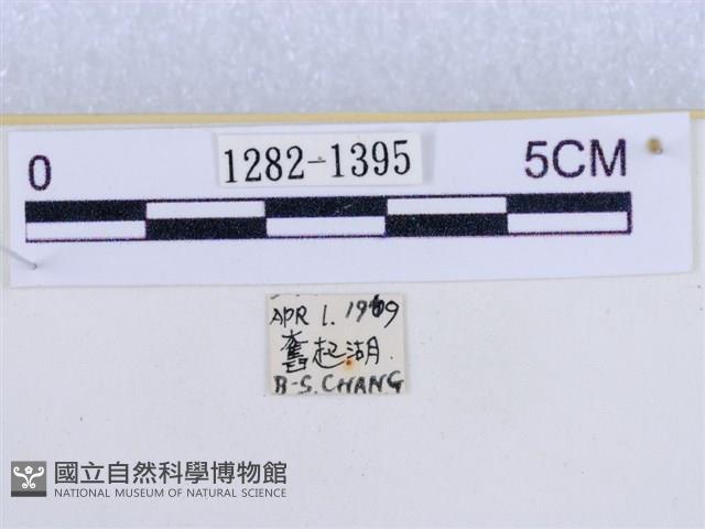 後凸蝶燈蛾藏品圖，第3張