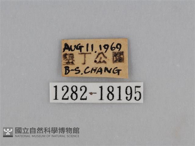 亮色黃蝶藏品圖，第3張