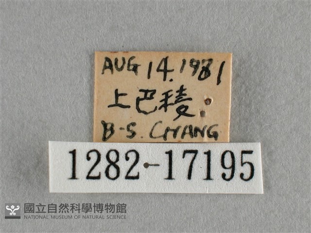 散紋盛蛺蝶藏品圖，第3張