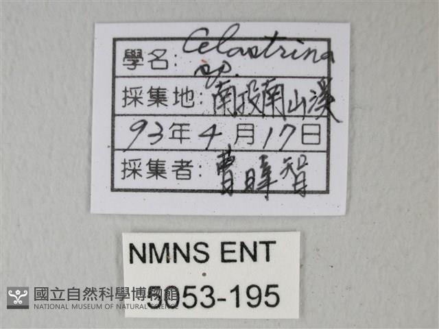 細邊琉灰蝶藏品圖，第3張