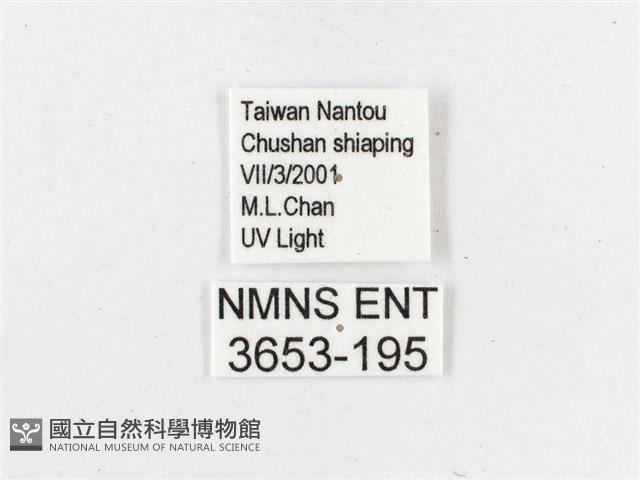 蓬萊茶斑蛾藏品圖，第3張