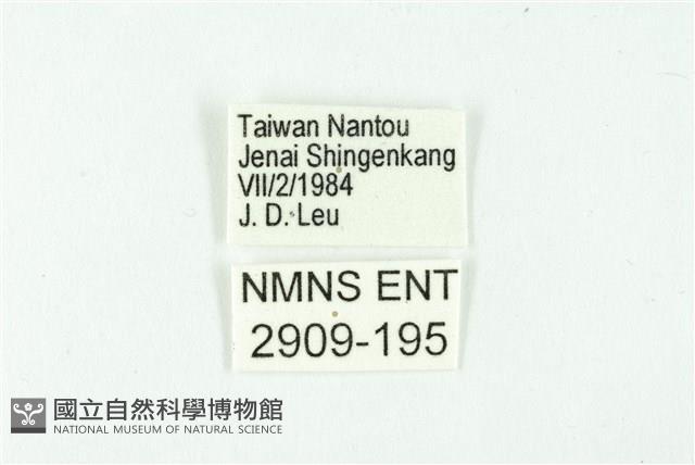 鋩灰蝶藏品圖，第3張