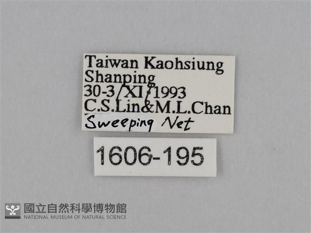 亮色黃蝶藏品圖，第3張