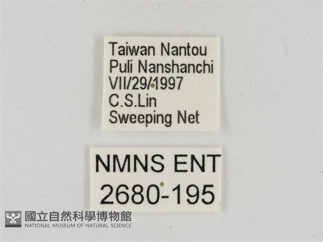 淡褐脈粉蝶藏品圖，第3張