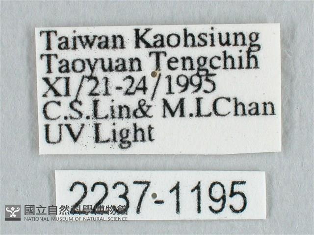 鉛斑帶鉤蛾藏品圖，第3張